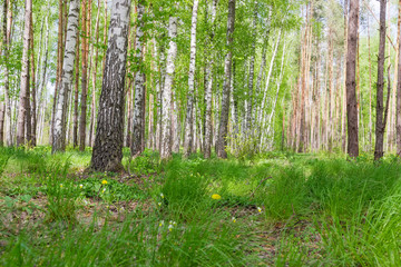 Fragment of the spring forest with grass on a foreground