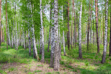 Fragment of the spring forest with birches on a foreground