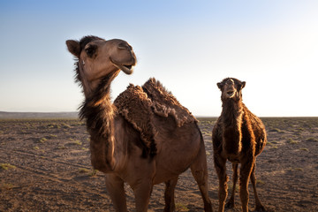 Animals in the desert. Lens and light effects. Calm outback in the salt and sand desert of Iran....