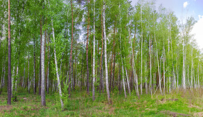 Fototapeta na wymiar Birches and pines on the edge of spring forest