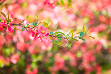 Blossoming red flower background, natural wallpaper. Flowering chaenomeles branch in spring, macro image with copyspace and beautiful bokeh - Powered by Adobe