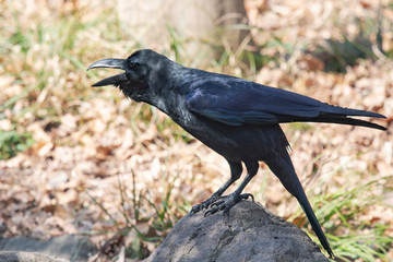 Crow caws on a rock.