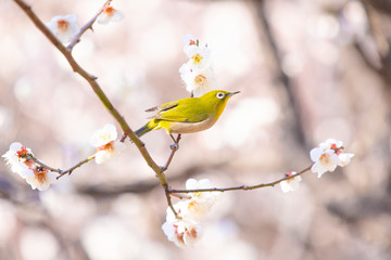 Japanese white-eye, called Mejiro in Japan, perches on a branch of plum tree for the nectar of flowers in spring.