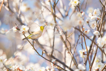 Japanese white-eye, called Mejiro in Japan, flies in plum trees for the nectar of flowers in spring.