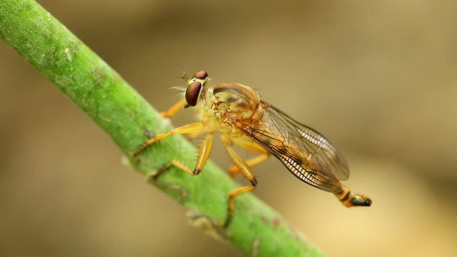 Robber fly perched on the stem of a plant resting and cleaning itself, macro close up static shot in hd with bokeh neutral background. 