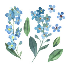 Watercolor gentle blue flowers of forget-me-not with green leaves on white background. - 252792877