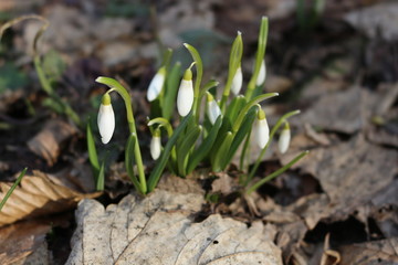  The first spring flowers - snowdrops bloomed in the forest