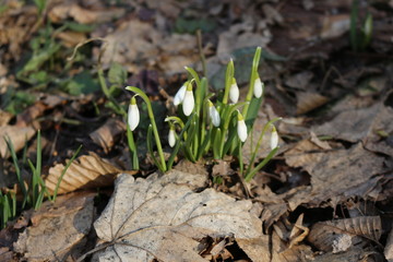  The first spring flowers - snowdrops bloomed in the forest