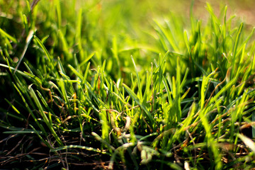 spring grass. green grass