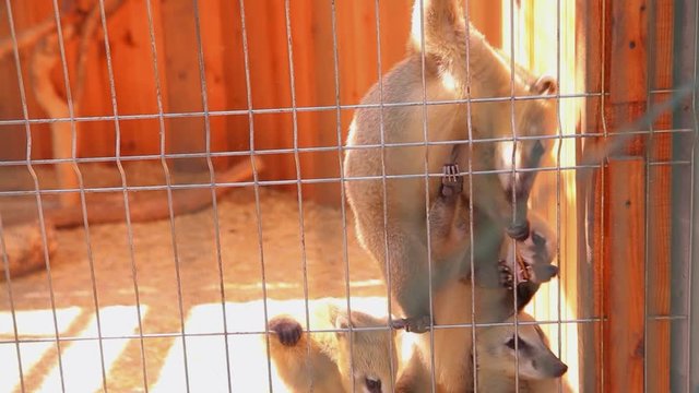 Feeding the coati in a cage, coati fighting for food at the zoo