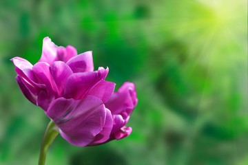 Obraz premium Tulip bud on blurred green background