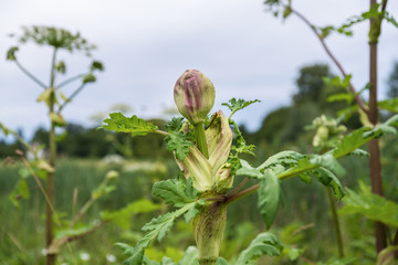 Dangerous toxic plant Giant Hogweed in the field, blooming. Also known as Heracleum or Cow Parsnip....