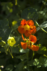 garden nasturtium close up