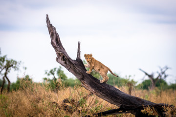 reaching new heights