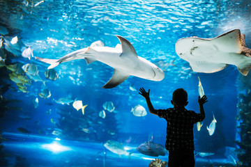 Little boy watching fishes in aquarium