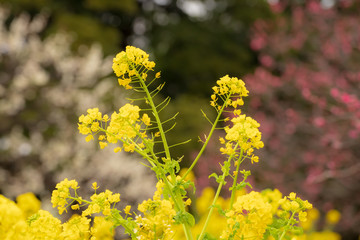 Obraz premium 菜の花