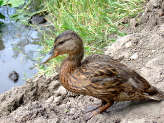 Wild duck in natural conditions. Wild duck in water.