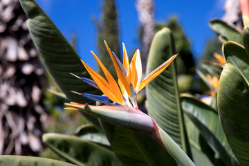 Strelitzia in Botanical garden of Funchal at Madeira Island