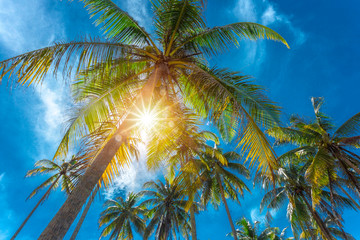 Plakat Natural background with palm trees