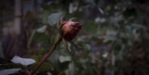 red rose