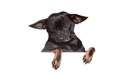 Obraz premium Small dog looking down