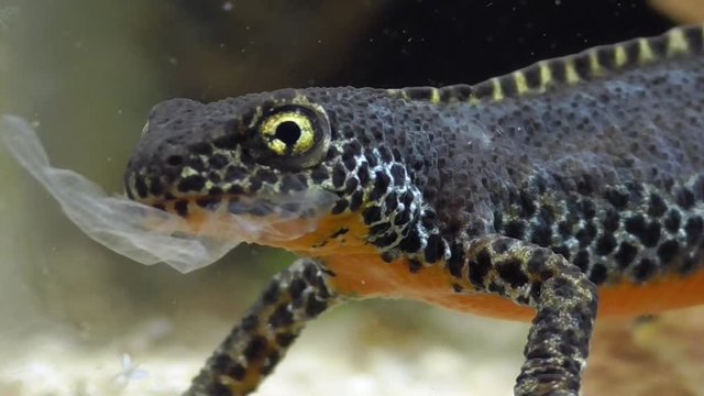 Bergmolch, Alpine newt, Ichthyosaura alpestris frisst eigene Haut