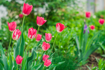 Pink tulips blooming in the spring garden.
