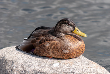 Duck at the river shore