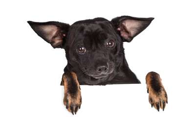 Obraz premium Small dog with innocent eyes