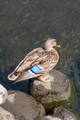 Duck at the river shore