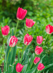 Pink tulips blooming in the spring garden.