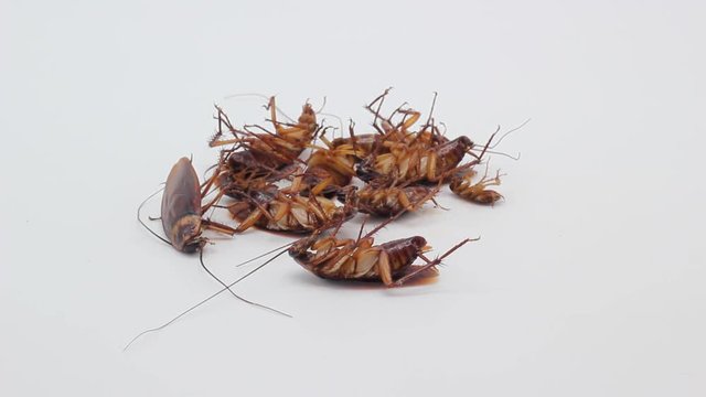 Cockroaches die from Bug Sprays isolate white background