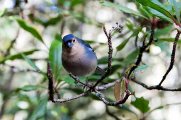 Closeup of colorful Madeiran chaffinch