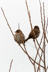 Sparrows in branches during winter time