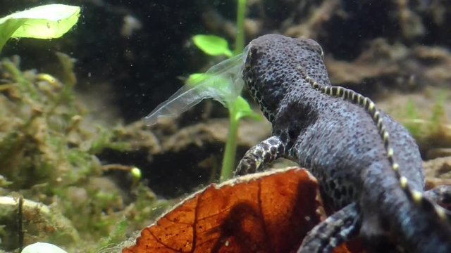 Bergmolch, Alpine newt, Ichthyosaura alpestris frisst eigene Haut