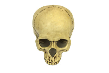 Human skull isolated on white background