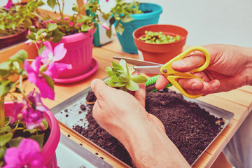 Farmer planting young seedlings flowers in the garden. Gardening concept.