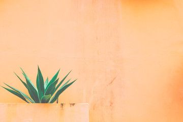 Agave and orange background.
