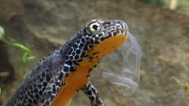 Bergmolch, Alpine newt, Ichthyosaura alpestris frisst eigene Haut