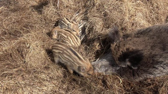 Wildschwein beim f&uuml;ttern der Frischlinge