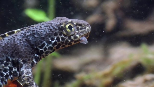 Bergmolch, Alpine newt, Ichthyosaura alpestris frisst eigene Haut