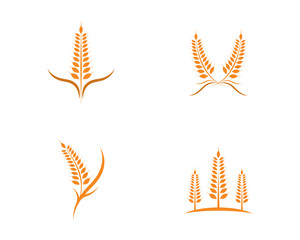 Agriculture wheat Logo Template vector icon design