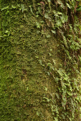 close up of texture of tree bark with moss
