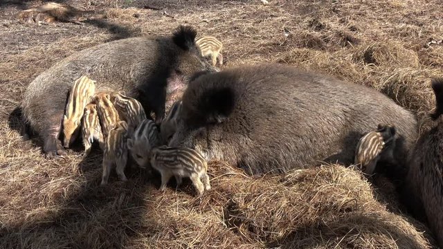 Wildschwein beim f&uuml;ttern der Frischlinge