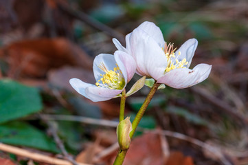 Helleborus flower with stamen in forest
