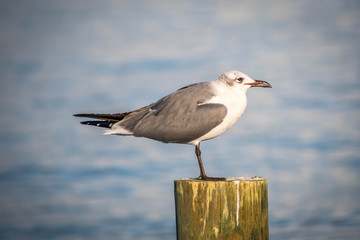 A white and grey Laughing Gull in Anna Maria Island, Florida