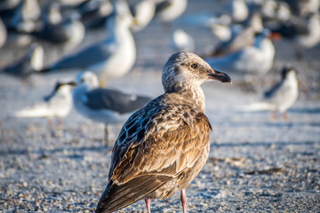 A brown Sandpipers in Anna Maria Island, Florida