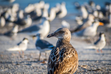 A brown Sandpipers in Anna Maria Island, Florida