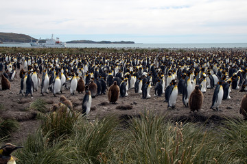 Fototapeta premium Salisbury Plain South Georgia Islands, adult and juvenile king penguins in colony with ship in background