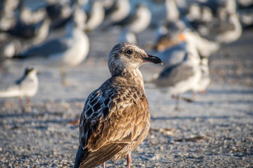 A brown Sandpipers in Anna Maria Island, Florida